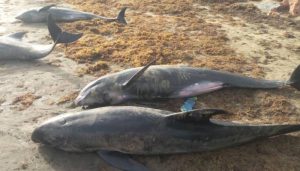 135 170220 stranding dolphins large groups fish ghana 700x400