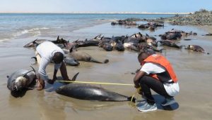 135 170221 stranding dolphins large groups fish ghana 2
