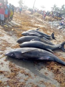 135 170222 stranding dolphins large groups fish ghana 5